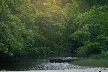 Wall Mural - serene forest river landscape with sunlight filtering through trees.