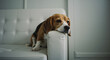 © Tamaras Pictures 4U - Beagle dog resting with a thoughtful expression on a white couch