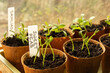 © Christian - Sweet pea and dahlia seedlings growing in eco fibre pots indoors against a window in early morning light.