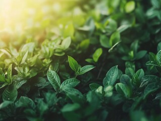 Aufkleber - Lush green leaves basking in sunlight in a tranquil garden setting during the warm afternoon