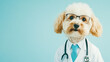 © Dina Photo Stories - Vet clinic creative banner. Dog as vet doctor, wearing glasses, stethoscope, white coat and tie on a light blue background. Funny pet dressed as veterinarian. Copy space, special offer