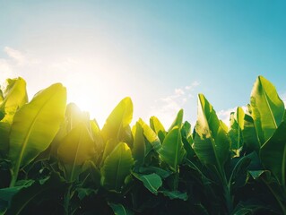 Poster - Bright sunlight filters through lush banana leaves on a warm afternoon in a tropical landscape
