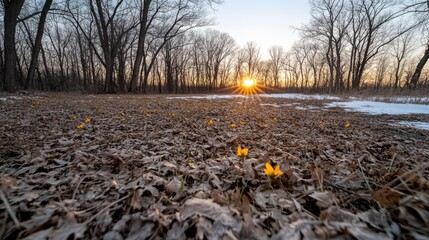 Poster - In a tranquil location, wildflowers burst into color as sunlight filters through trees at dawn, showcasing the beauty of early spring nature