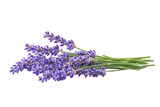 A delicate bunch of lavender flowers beautifully arranged on a soft, light background
