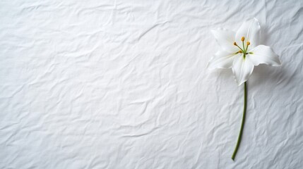 Aufkleber - A single white lily rests on a textured white canvas, bathed in soft shadows that enhance its beauty and provide a peaceful ambiance for design purposes