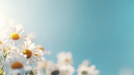 Poster - A vibrant meadow bursts with white daisies beneath a clear blue sky, illuminated by warm sunlight, creating a serene and enchanting natural landscape