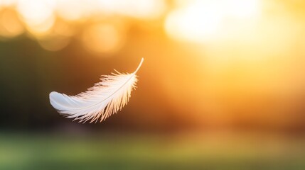 Poster - A delicate white feather hovers gently in the warm golden sunlight, showcasing intricate details against a soft green background, offering serene beauty