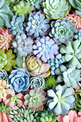 Fototapete - colorful succulent background