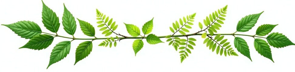 Wall Mural - Leafy branches with ferns isolated on white background, nature, landscape