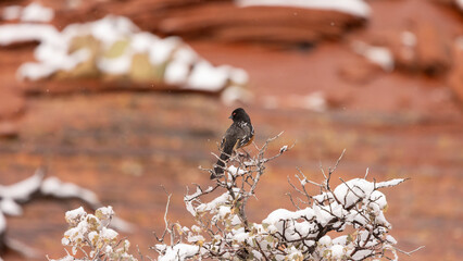 Wall Mural - A Spotted Towhee perches on the top of a snow covered bush with the red sandstone of Zion NP UT. USA in the background on a cold cloudy winter day. 