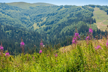 Wall Mural - mountainous countryside landscape in summer. beautiful fireweed purple flower among the green grass 