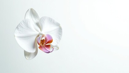 Wall Mural - delicate white orchid blossom against pure white backdrop, still life, bloom