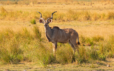 Wall Mural - Greater Kudu (Tragelaphus strepsiceros); buck with muddy horns on floodplain of Chobe river, Botswana