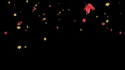 Wall Mural - a seamless loop of maple leaves gracefully falling on transparent alpha, ideal for background loops 