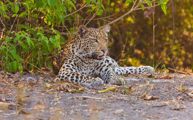 Wall Mural - Leopard (Panthera pardus) lying on the ground in the shade under a bush, Botswana