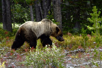 grizzly bear in the forest, grizzly bear, canadian rockies, fall