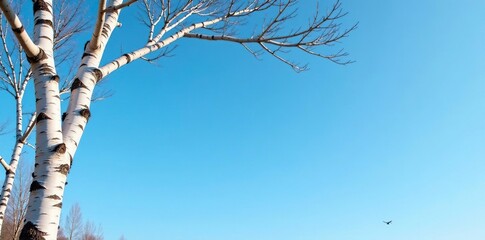 Wall Mural - Isolated birch branches against clear blue sky, bark, landscape