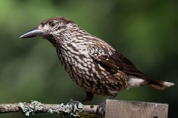 Wall Mural - bird nutcracker nucifraga caryocatactes spring time forest pond knyszynska primeval forest north par
