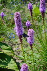 Wall Mural - vibrant cluster of purple blazing star liatris spicata, flowers stands tall in a lush green garden