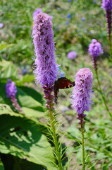 Wall Mural - vibrant cluster of purple blazing star liatris spicata, flowers stands tall in a lush green garden