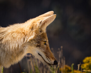 badlands coyote portrait