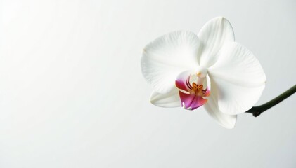 Wall Mural - delicate white orchid blossom against pure white backdrop, beauty, texture, peaceful