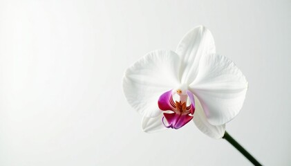 Wall Mural - delicate white orchid blossom against pure white background, subtle, pure