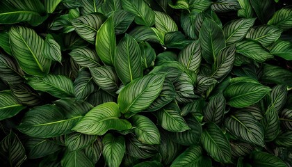dense green foliage of fresh leaves on natural background texture