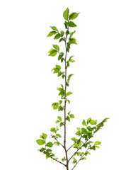Green elm tree twig, branch with leaves isolated on white background, clipping path

