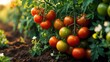 © AImmersive Imagery - Indeterminate tomato vine plants flourishing in an outdoor garden.