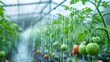 © tayyaba - Efficient sprinkler system in a tomato field, reducing water waste through precise application