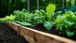 ©  Shomixer - An inviting garden scene showcases a variety of lush greens and fresh vegetables thriving in rich soil, embodying vitality and the joy of home gardening.