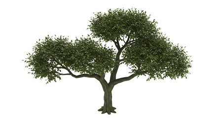 Green Tree with Lush Leaves Isolated on White Background for Design
