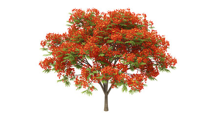 Blooming Flame Tree with Red Flowers and Green Leaves on White