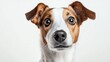 © jitthanant - Close-Up Portrait of a Playful Happy Dog with Expressive Eyes