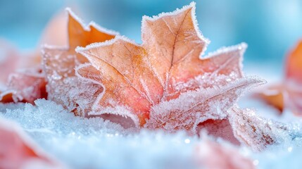 Aufkleber - Close up of frosted maple leaves on snowy surface with shallow depth of field. Frost crystals on orange foliage with blurred background