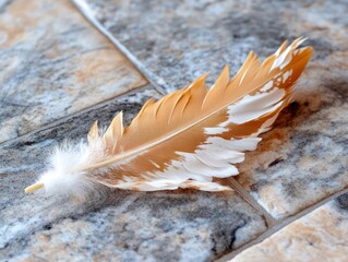 Aufkleber - Close-up of a feather with shades of brown and white resting on a tiled surface capturing intricate details and texture