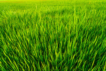 Wall Mural - scenic view landscape of rice field green grass with field cornfield or in asia country agriculture 