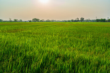 Wall Mural - scenic view landscape of rice field green grass with field cornfield or in asia country agriculture 