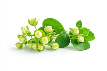 litsea cubeba: natural summer herb from china on fresh white background