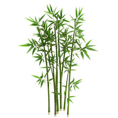 chinese bamboo isolated on transparent background