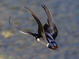 Barn swallow is feeding chick