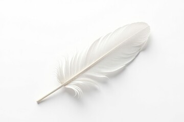 Wall Mural - White feather against stark white background, soft light , bird, fluffy, white