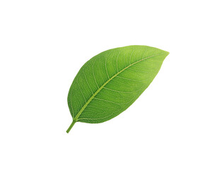 Wall Mural - high-resolution image of green leaf, isolated on a pure white background. reduce co2 emission concep