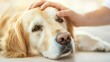 © Bantita - A golden retriever rests peacefully as a gentle hand caresses its head, showcasing a moment of affection and companionship.