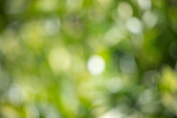 Wall Mural - a blurry green background with a few leaves and a tree