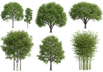 Trees isolated white background botanical