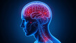 © Graphics River - human brain anatomy