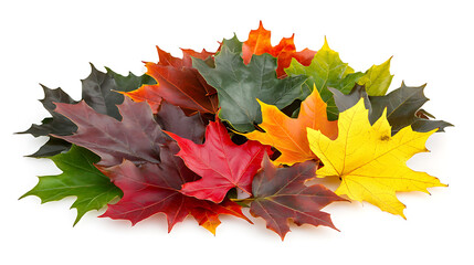 Poster - Autumn background with colored maple leaves framed, isolated on a white background