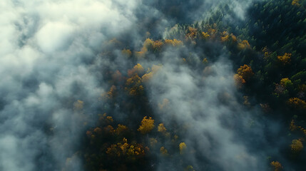 Fototapete - Beautiful view of the autumn in mountains covered with forest, the morning fog spreads across the ground